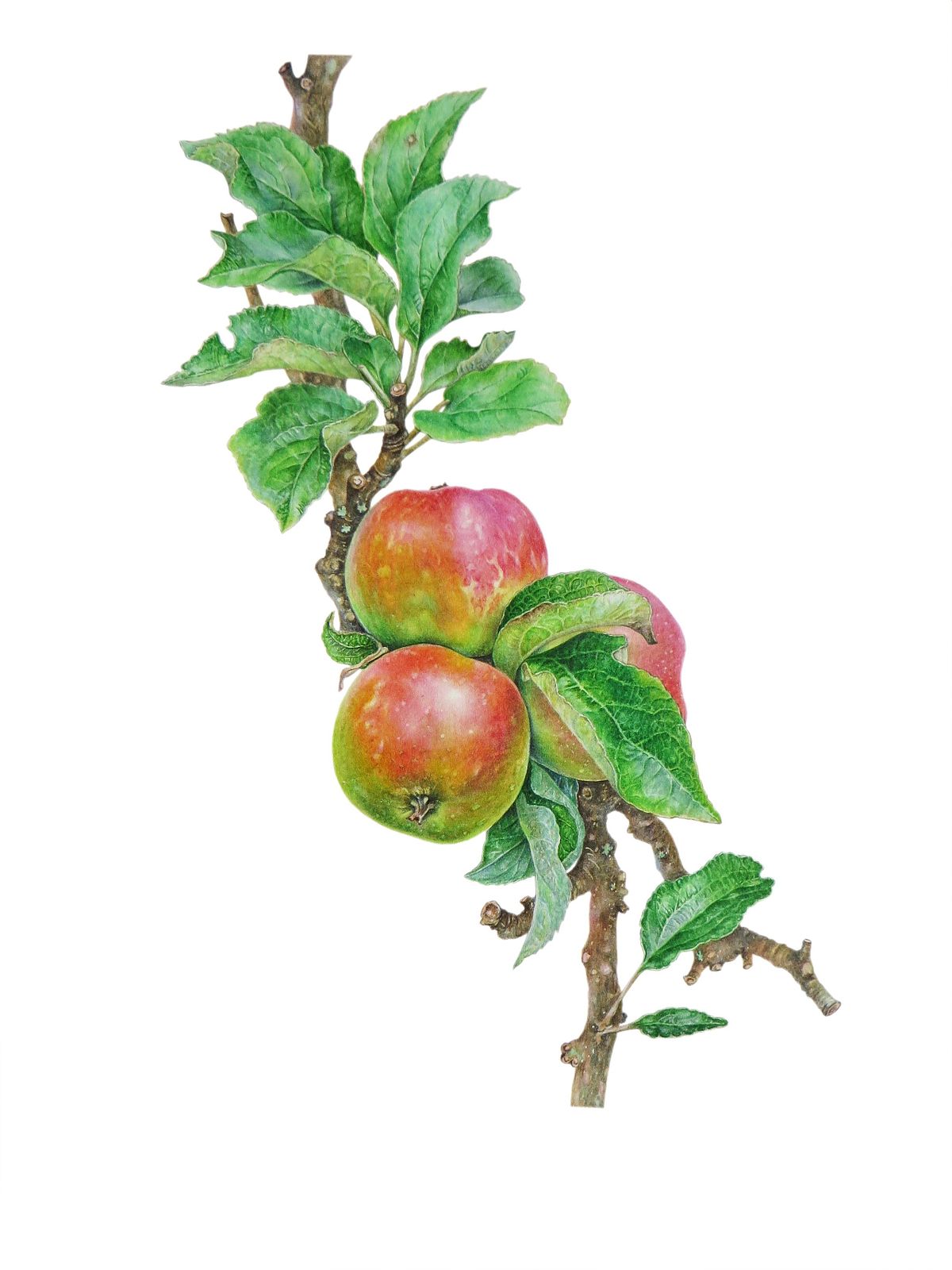 Botanical artwork of Apple malus domestica ' Ross Non Pareil