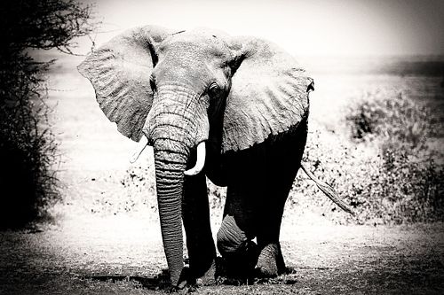 Eléphant en Tanzanie