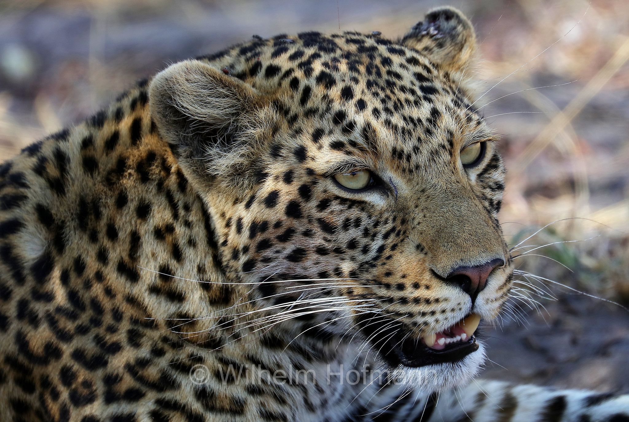 Leopard, leopardo, Panter, Panther, Panthera pardus, Moremi Game Reserve, Moremi-Wildreservat﻿, Okavango Delta, Okavango Grassland, Botswana, Republik Botsuana