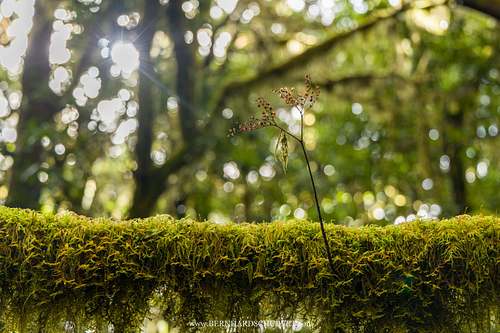 Accidental epiphyte