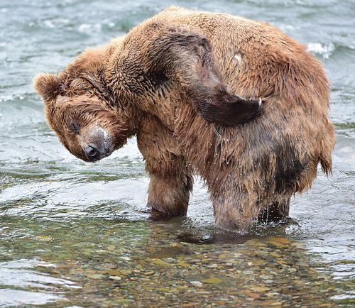 Best place for bear photography workshop & tour in the US.  Located in Katmai National Park, Brooks Camp, Brooks Falls, & Kodiak, Alaska, United States.