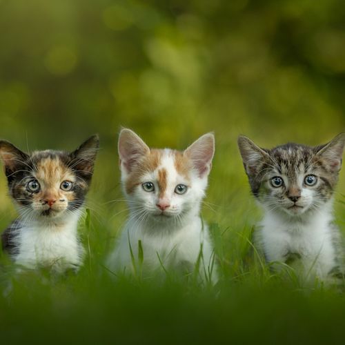 Hoe werkt een fotoshoot?