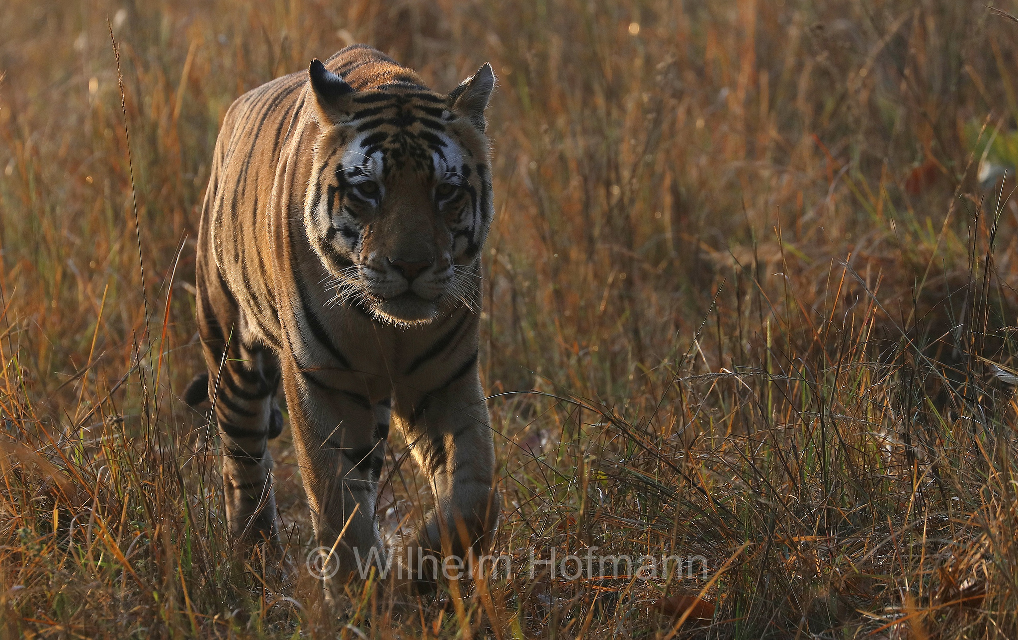 Bengal tiger, Königstiger, Bengal-Tiger, Indischer Tiger, tigre del Bengala, tigre reale del Bengala, Panthera tigris tigris, Kanha National Park, Kanha-Nationalpark, parco nazionale di Kanha, Madhya Pradesh, India, Indien, Kanha Zone