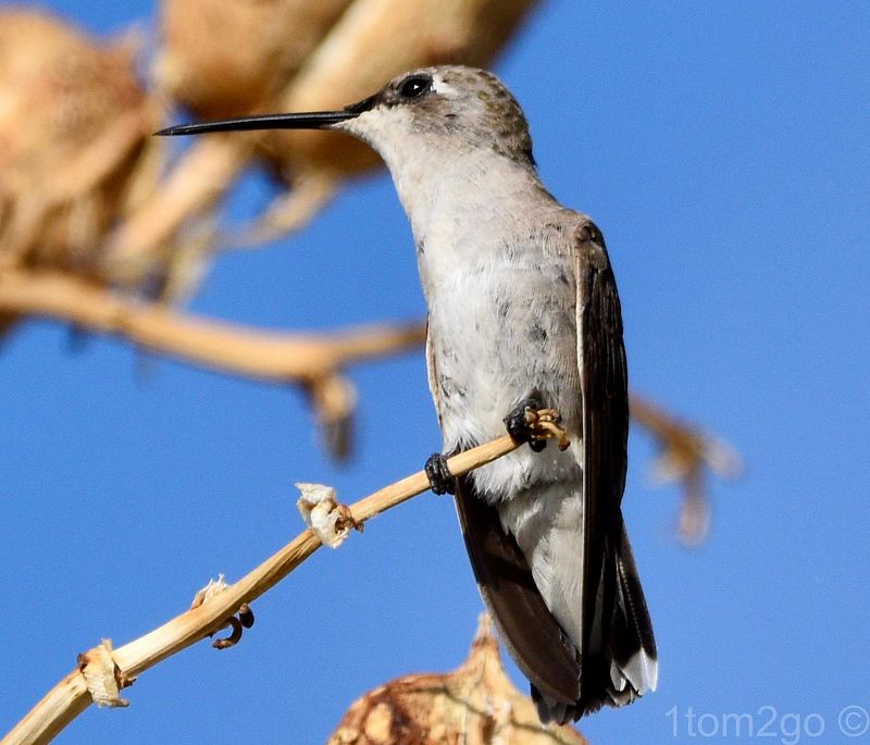 Female Black-Chinned Photos