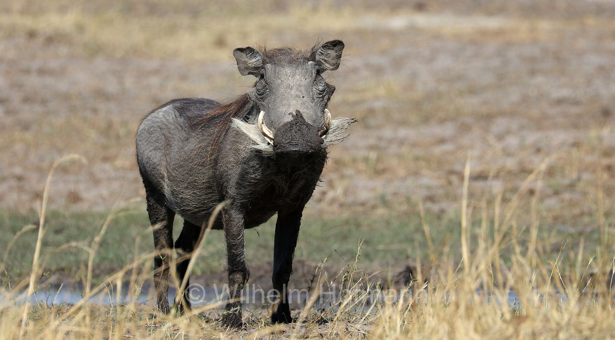 phacochoerus africanus, common warthog, Warzenschwein, facocero, facochero, Moremi Game Reserve, Moremi-Wildreservat, Okavango Delta, Okavango Grassland, Botswana, Republik Botsuana