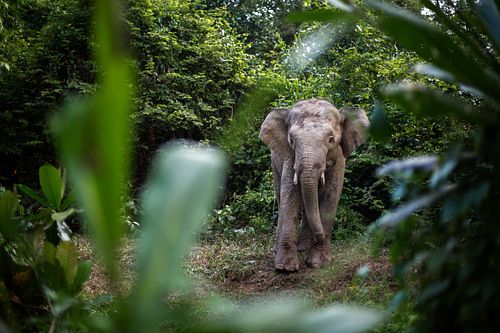 Elephas maximus borneensis - Borneo pygmy elephant