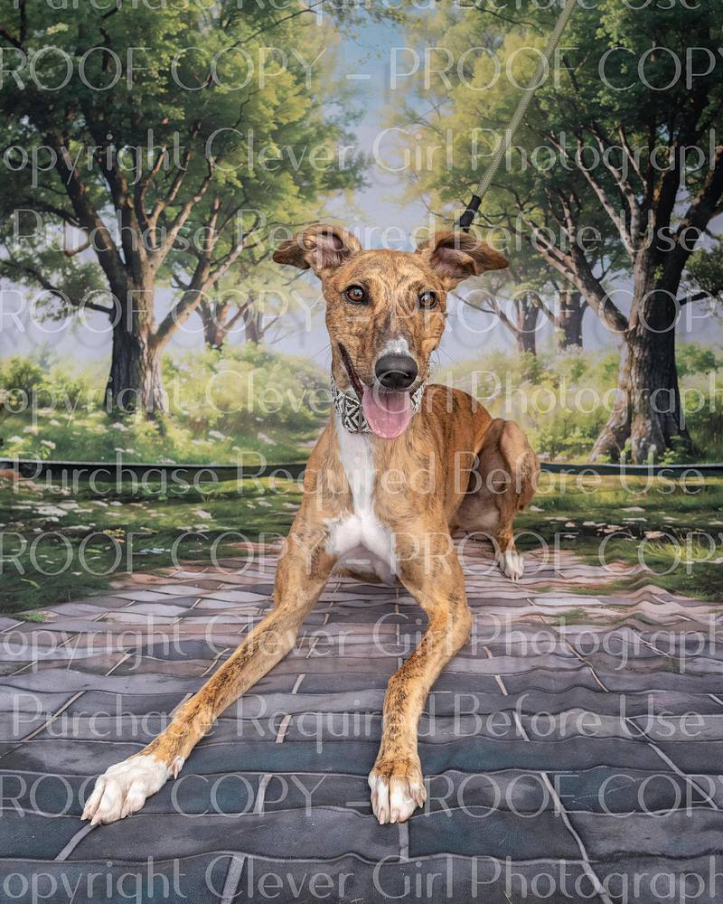 Scottish Greyhound Sanctuary