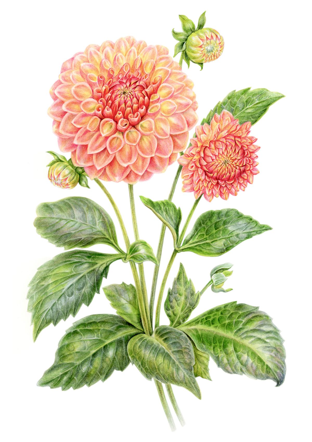 Dahlia Botanical Artwork
