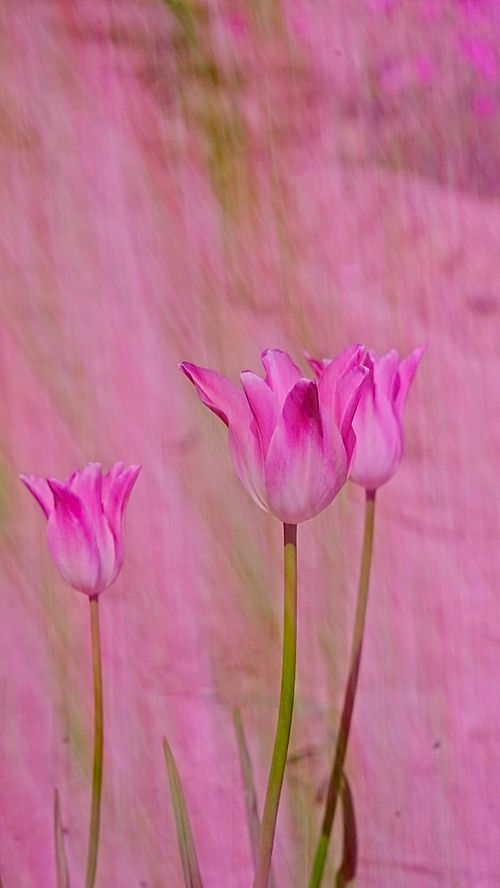 SPRING TULIPS