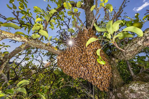 Apis mellifera - Western Honey Bee