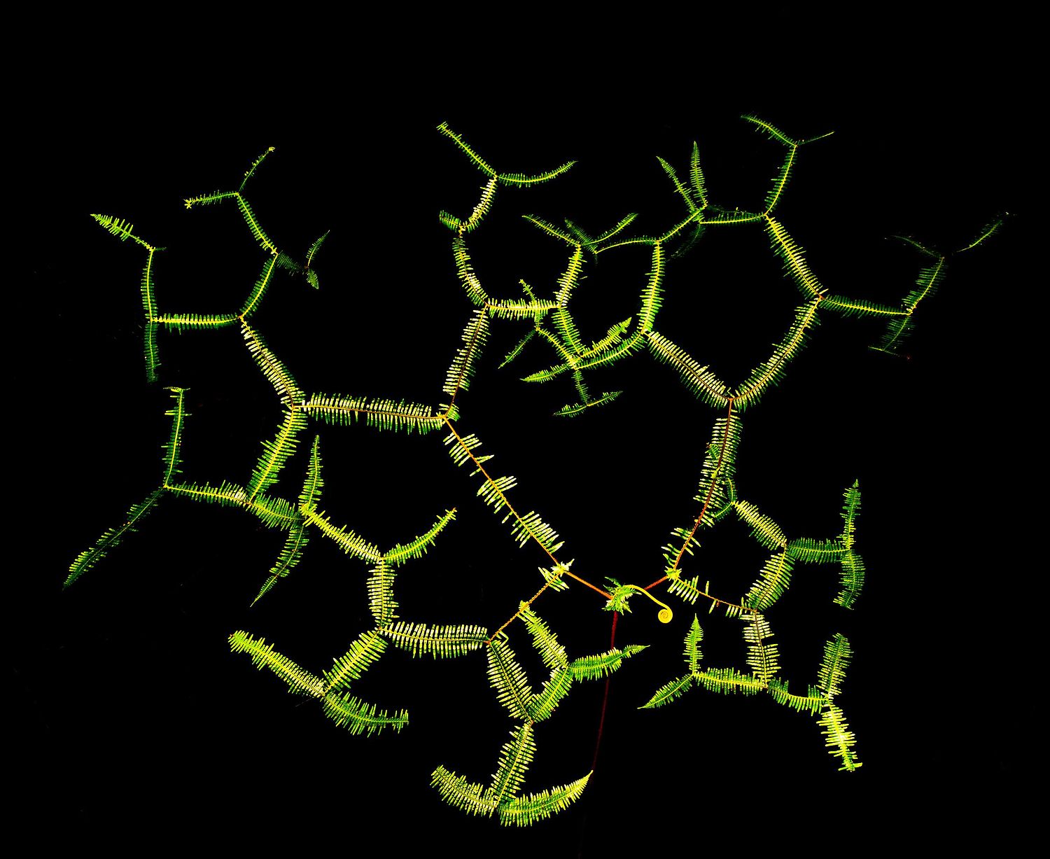 Branched