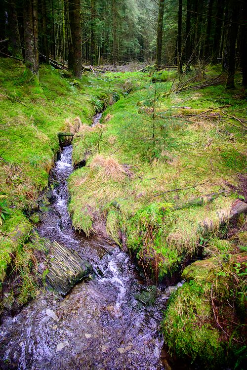 Bwlch Nant yr Arian Forest Stream