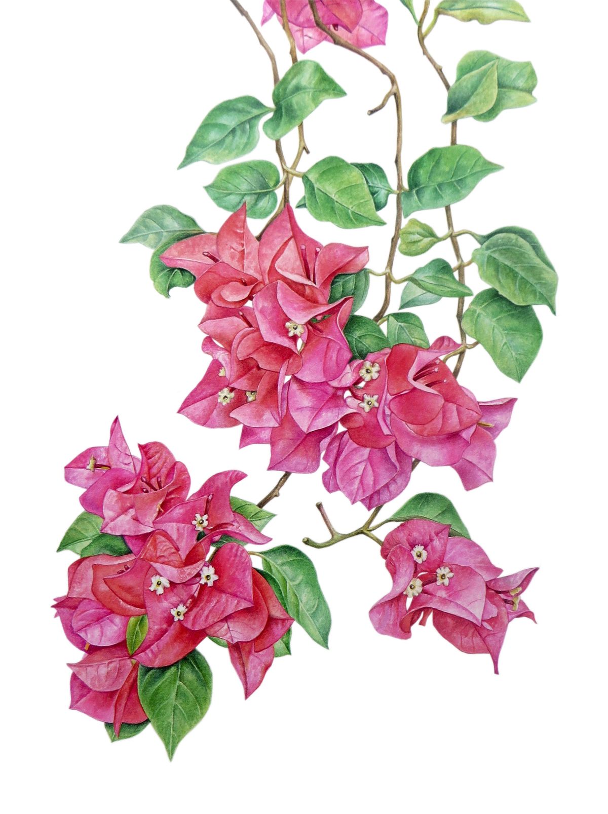 Bougainvillea Botanical Painting