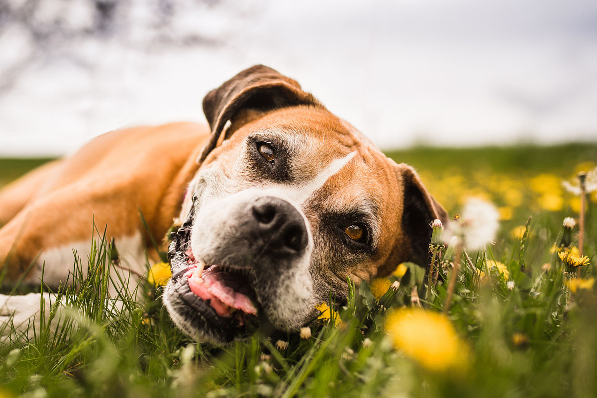 a flashy fawn boxer smiles at the camera withe her tiny cute tongue peeking out in a field of dandy lions.