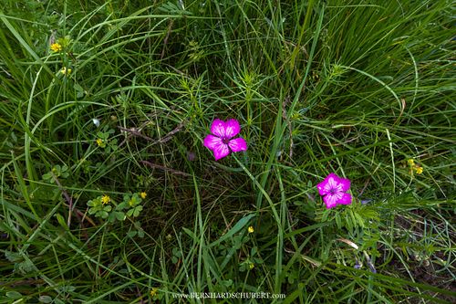 Dianthus carthusianorum - Karthäuser-Nelke