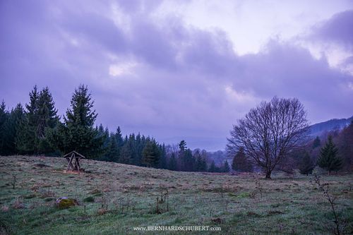 Waldlichtung mit Futterstelle für Wild