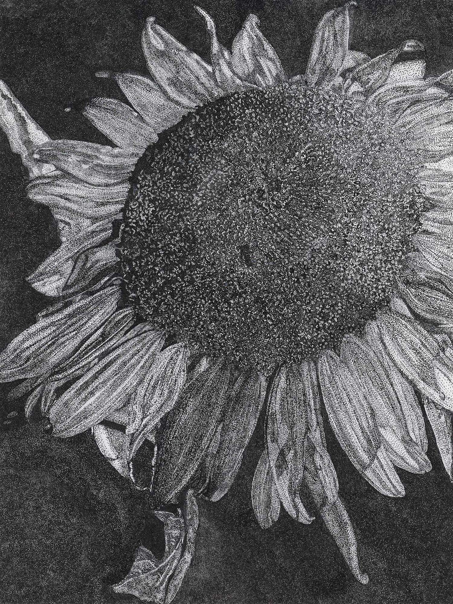 Pen and ink stippling of a sunflower, by Elle Rosen.