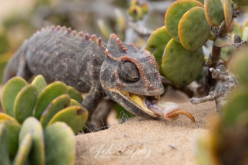WILDLIFE