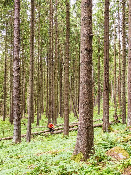 FRIDHEMS KYRKOG&Aring;RD OCH GAMMELSKOG