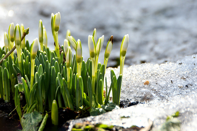 Üha enam annavad võimust kevadised märgid.
