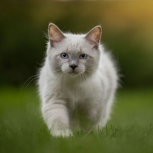 Kattenfotografie Beverwijk