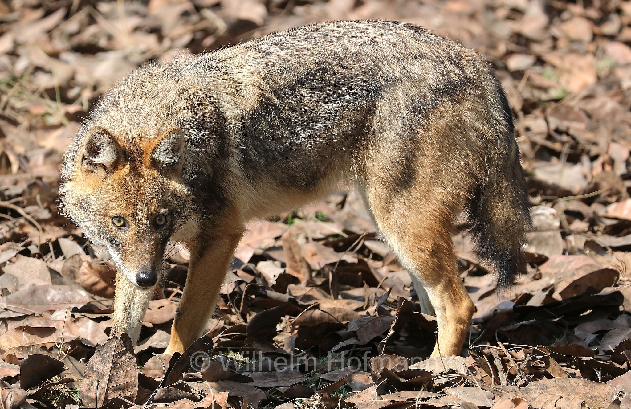 golden jackal, common jackal, Goldschakal, sciacallo, sciacallo dorato, Canis aureus, Kanha National Park, Kanha-Nationalpark, parco nazionale di Kanha, Madhya Pradesh, India, Indien
