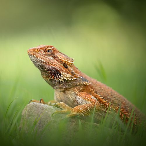 Hoe werkt een fotoshoot?