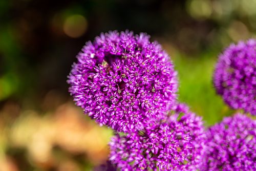 Purple Allium