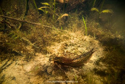 Aeshna cyanea - Southern hawker