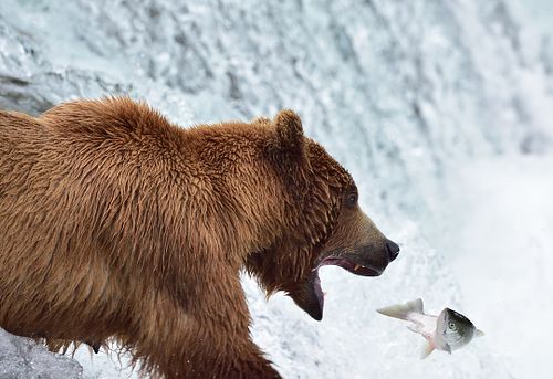 Best place for bear photography workshop & tour in the US.  Located in Katmai National Park, Brooks Camp, Brooks Falls, & Kodiak, Alaska, United States.