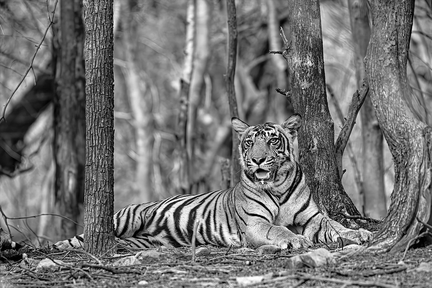 Andr&eacute; J Fanthome