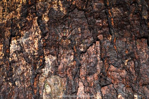 Acantheis sp. - Langbeinige Asiatische Wanderspinne