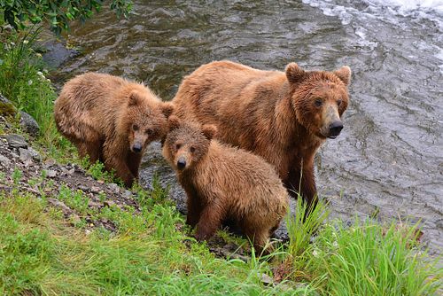 Best place for bear photography workshop & tour in the US.  Located in Katmai National Park, Brooks Camp, Brooks Falls, & Kodiak, Alaska, United States.