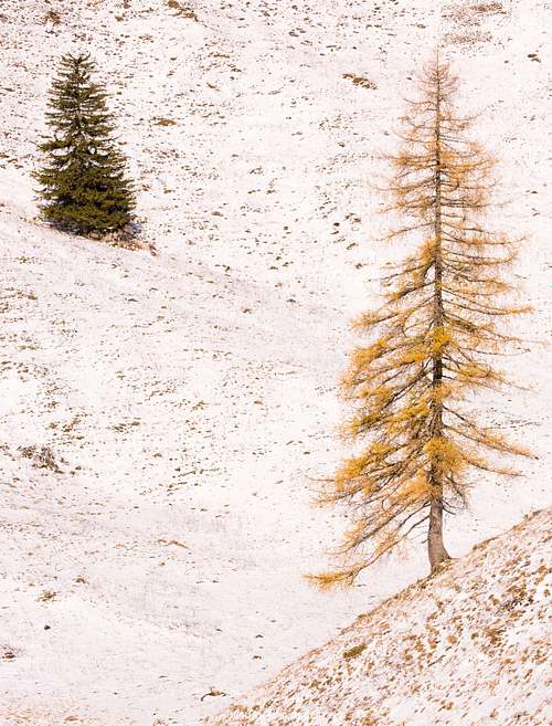 Larix decidua - European larch