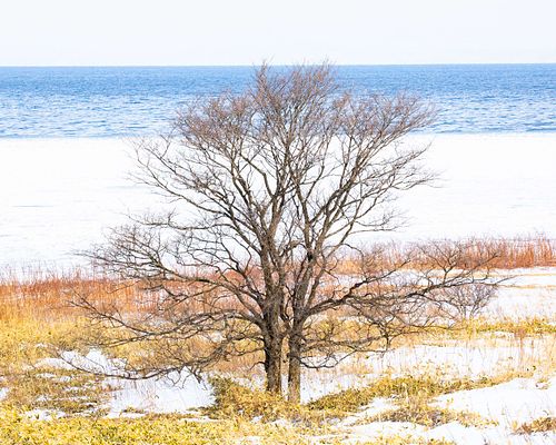 United tree at Nemuro
