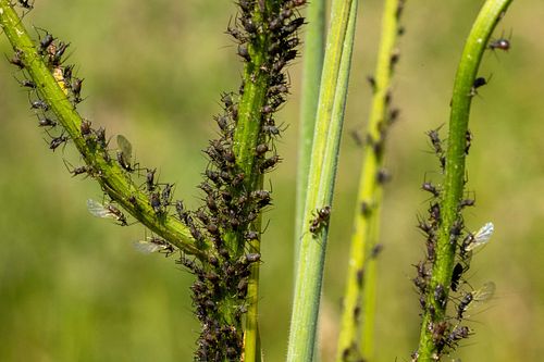 Aphids