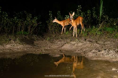 Capreolus capreolus - Roe Deer