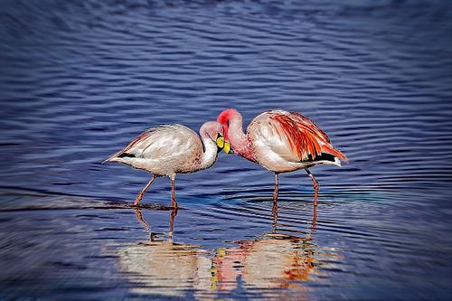 Flamands roses dans les lagunes Sud Lipez en Bolivie