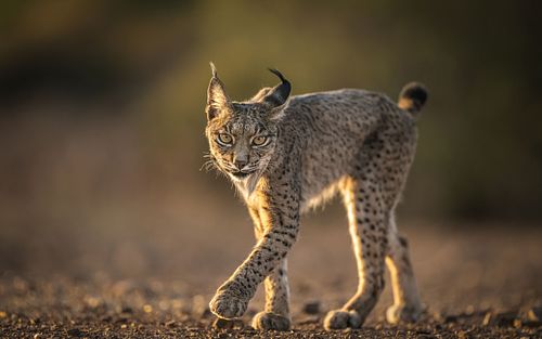 Iberian lynx, Spain, Vulnerable species, Lynx pardinus,