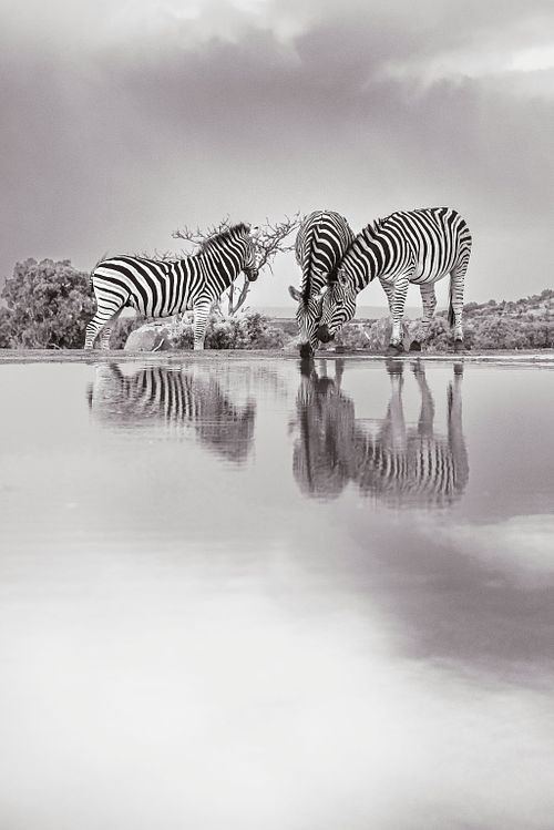 Private Game Reserve