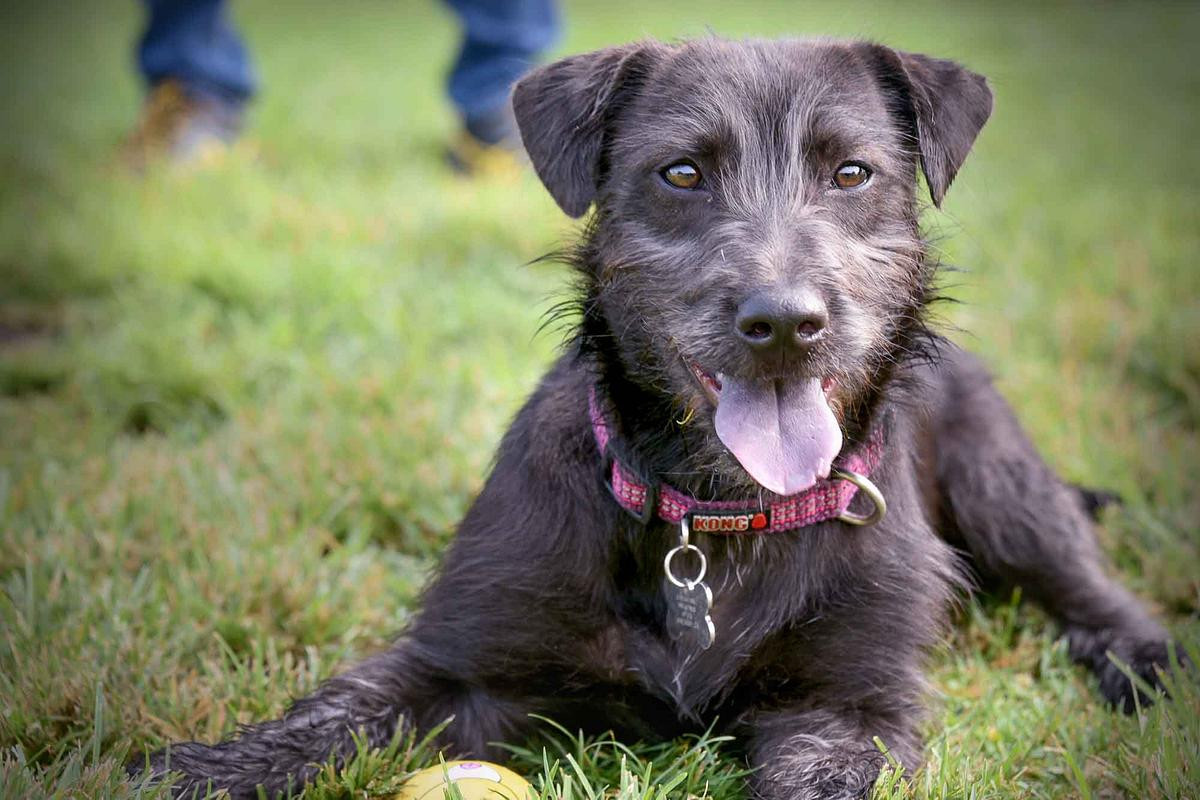 Best-Dog-Photographer