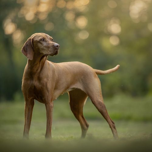 Een fotoshoot met je huisdier &eacute;n je vrienden!