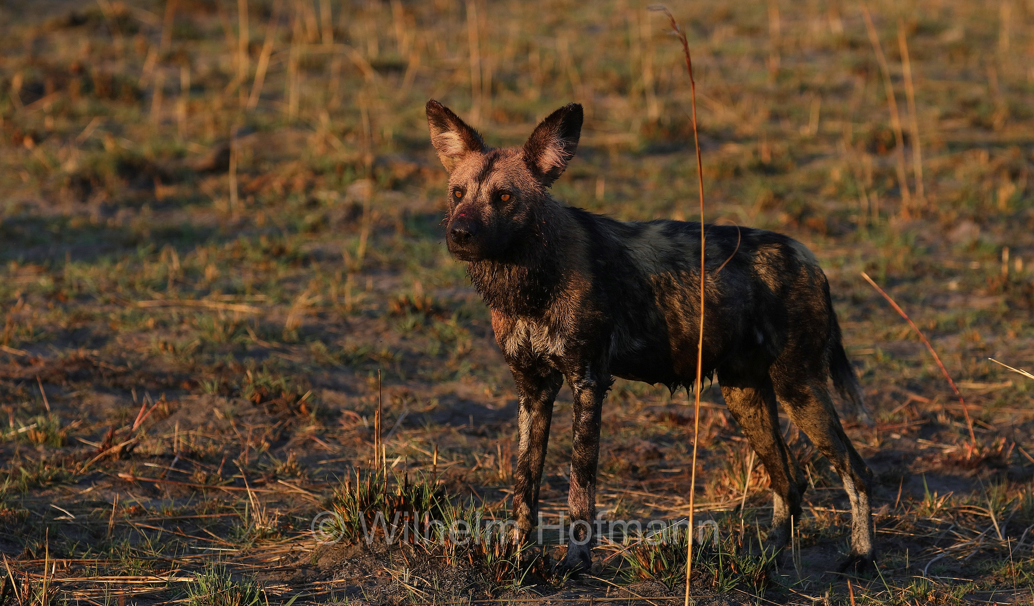 African wild dog, painted dog, Cape hunting dog, Afrikanischer Wildhund, licaone, cane selvatico africano, Lycaon pictus, Moremi Game Reserve, Moremi-Wildreservat, Okavango Delta, Okavango Grassland, Botswana, Republik Botsuana