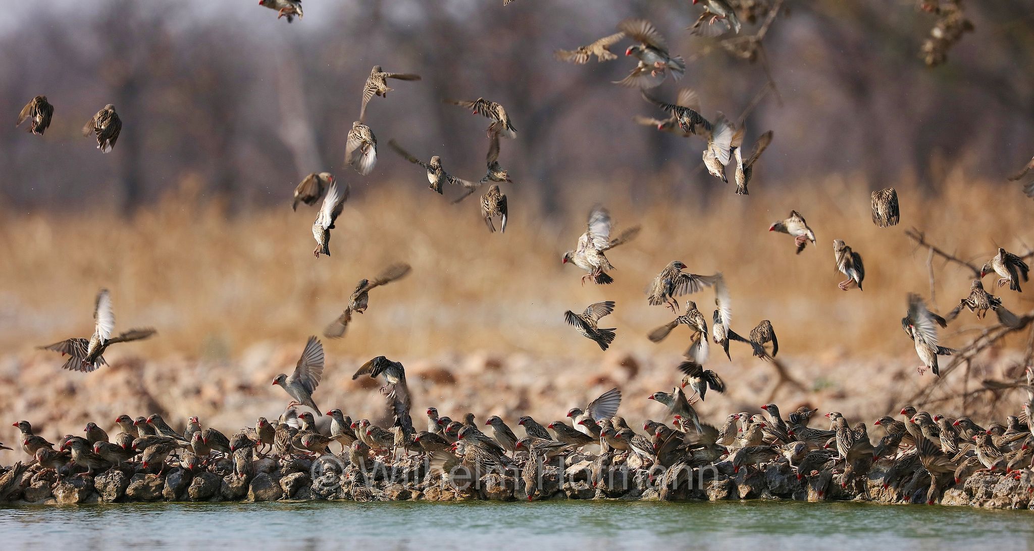 red-billed quelea, red-billed weaver, red-billed dioch, Blutschnabelweber, quelea beccorosso, Quelea quelea, Etosha-Nationalpark, Etosha National Park, parco nazionale d'Etosha, Namibia