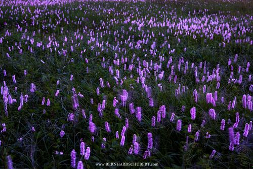 Bistorta officinalis - Schlangen-Knöterich