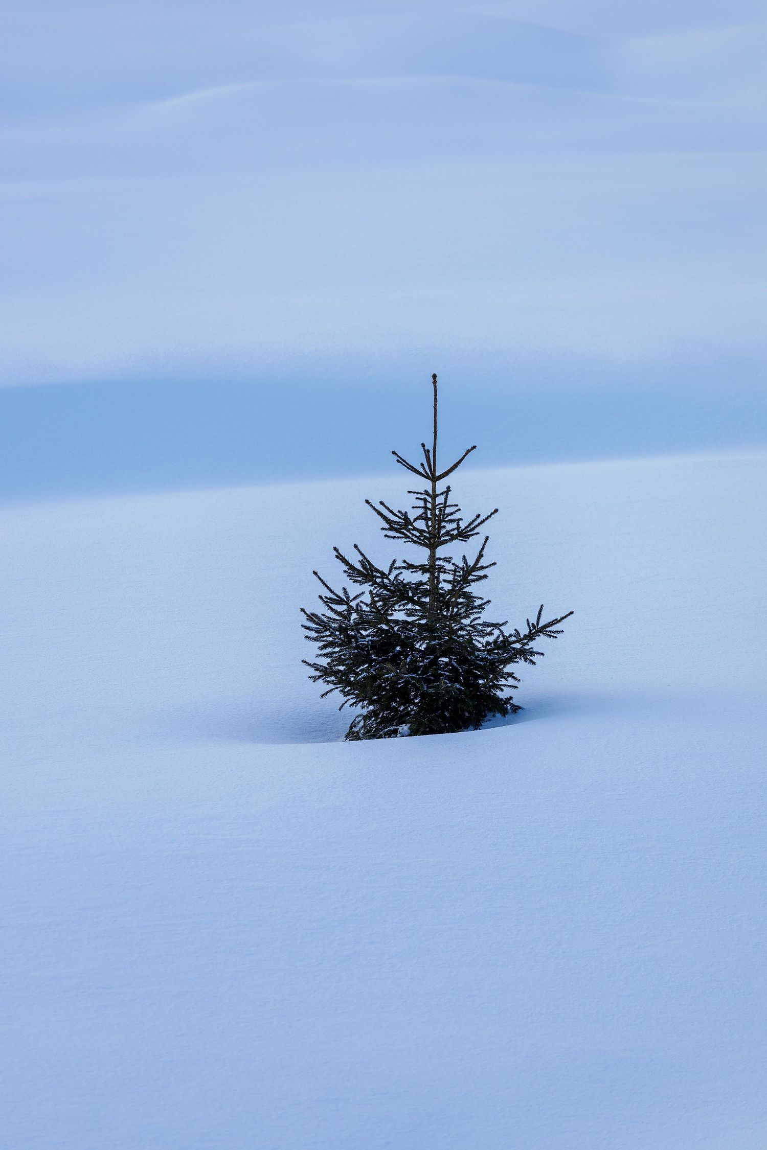 Un sapin dans la neige