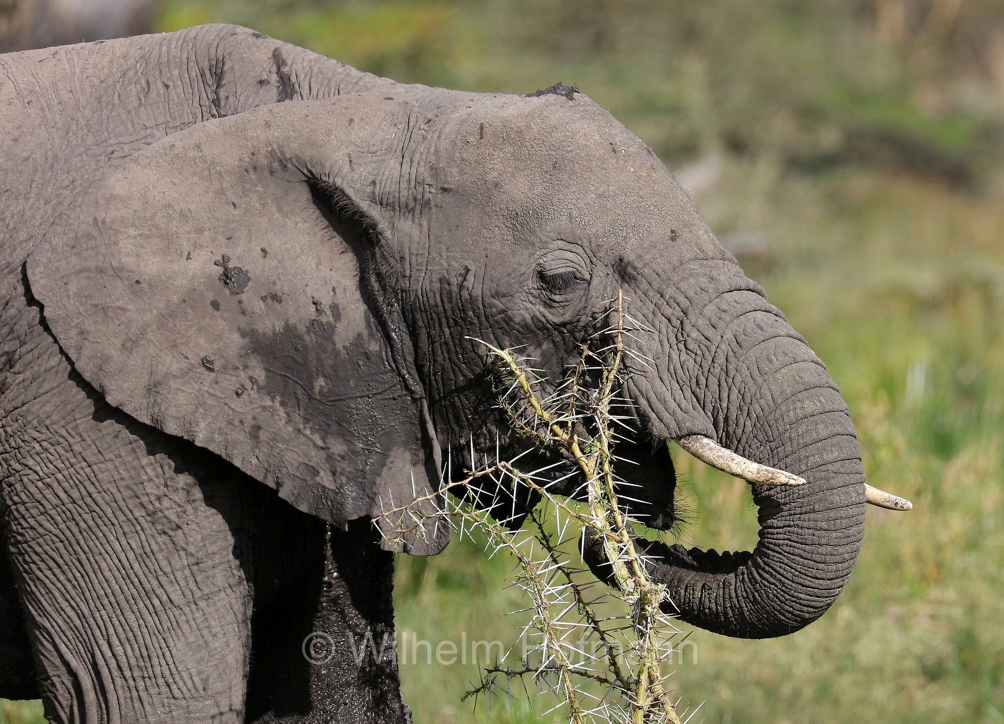 African bush elephant, African savanna elephant, Afrikanischer Elefant, Afrikanischer Buschelefant, Afrikanischer Savannenelefant, Afrikanischer Steppenelefant, elefanto africano, elefanto africano di savana, area di conservazione di Ngorongoro, Ngorongoro Conservation Area, Ngorongoro Krater, Tanzania, Tansania