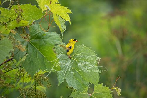 A vibrant yellow male American Goldfinch perched on a large green leaf.