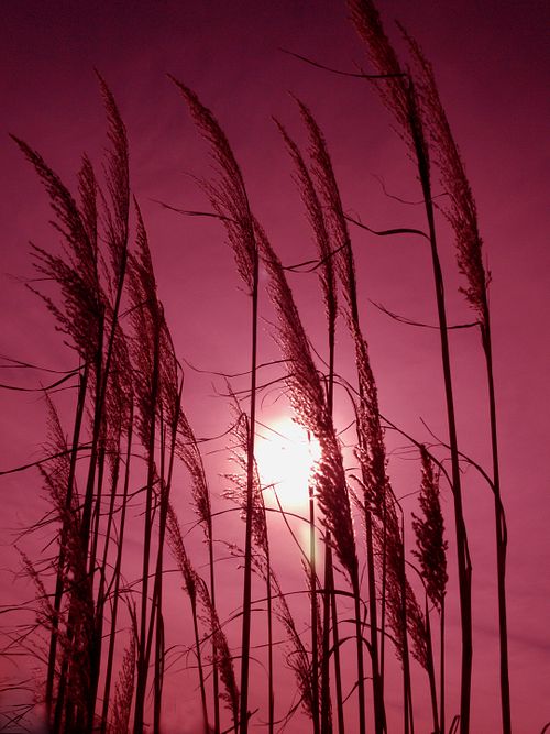 red marsh grass semi-abstract