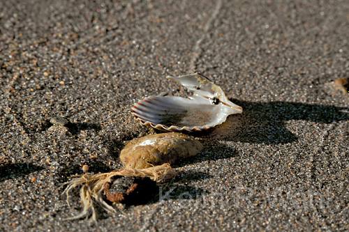 The Magic of Seashells: A Photographer’s Perspective